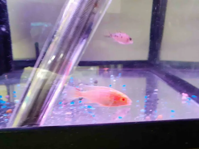 from fry fish farm Picture 3