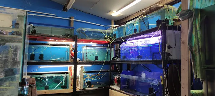 from fry fish farm Picture 7