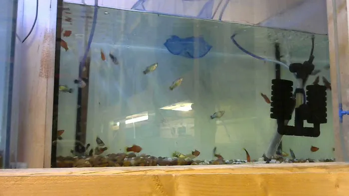 from fry fish farm Picture 4