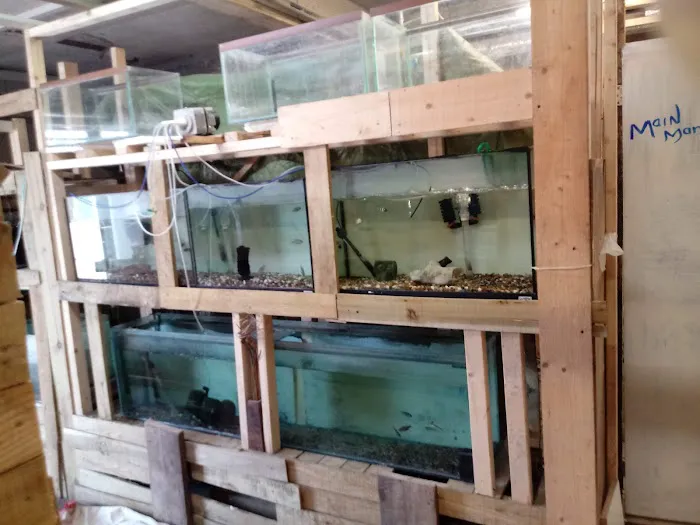 from fry fish farm Picture 1