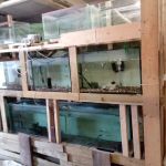 from fry fish farm