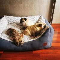 Jollyes - The Pet People Doncaster ico