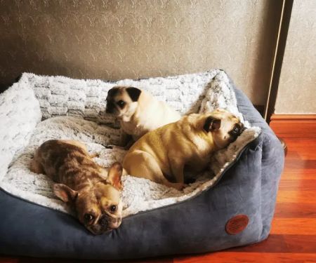 Jollyes - The Pet People Doncaster