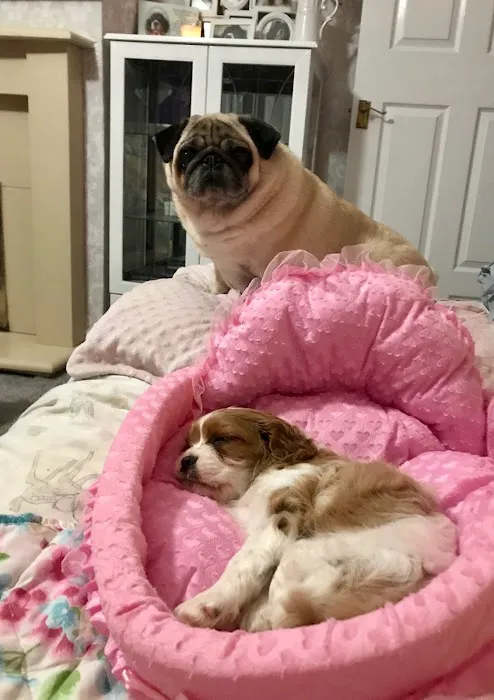 Pets at Home Doncaster Thorne Rd Picture 3