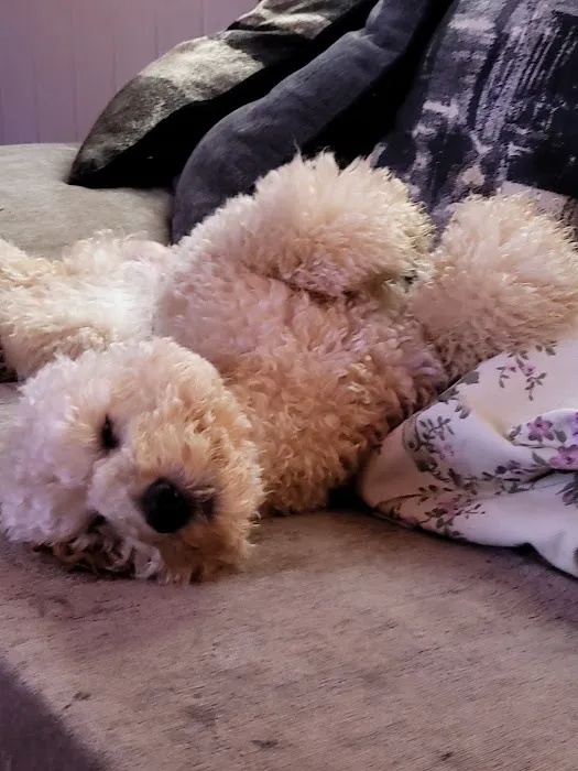 Pets at Home Doncaster Thorne Rd Picture 7