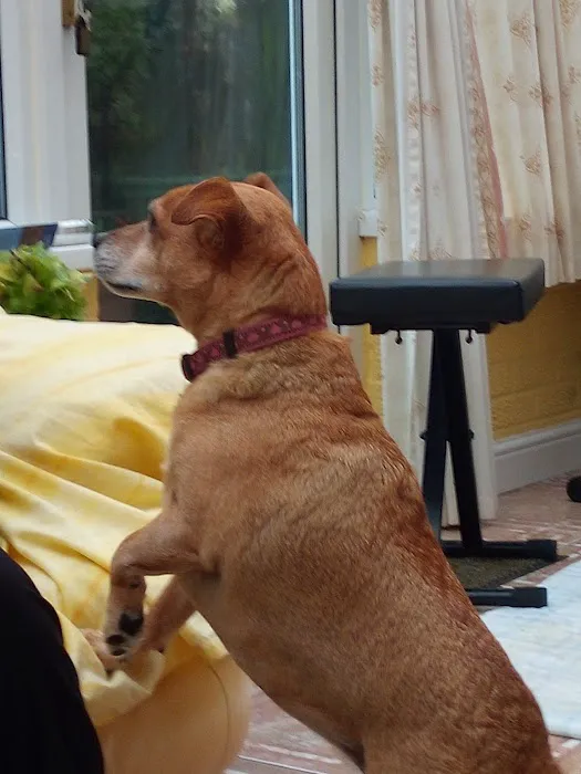 Pets at Home Doncaster Picture 2