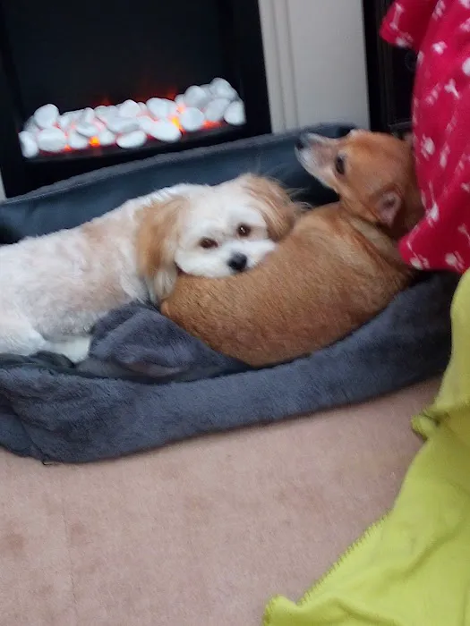 Pets at Home Doncaster Picture 8