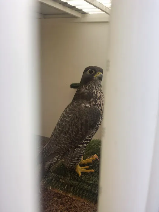 Armthorpe Falcons Picture 1