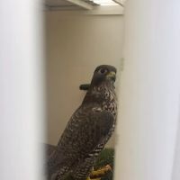 Armthorpe Falcons ico