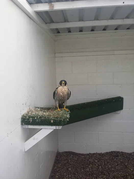 Armthorpe Falcons Picture 3