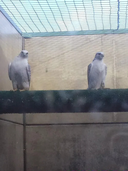 Armthorpe Falcons Picture 2