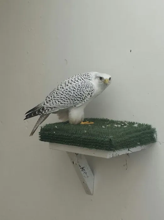 Armthorpe Falcons Picture 5