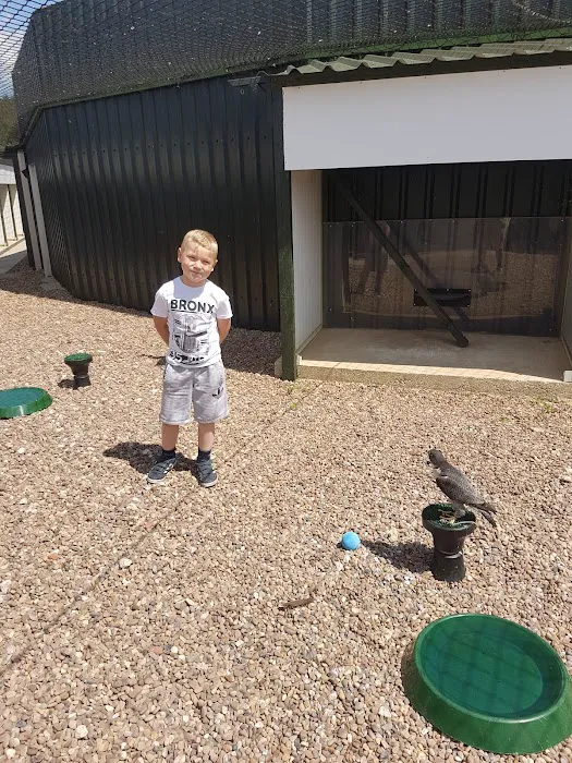 Armthorpe Falcons Picture 6