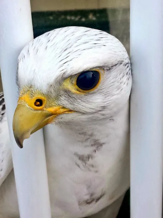 Armthorpe Falcons Picture 4