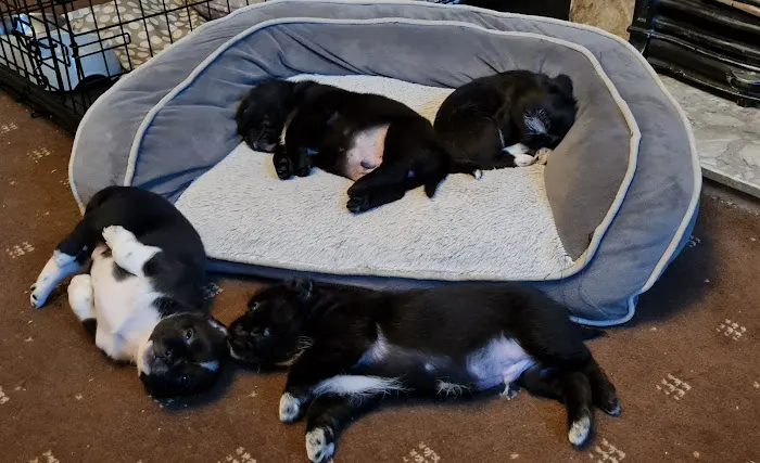 J&A Raw 4 the Paws Picture 5