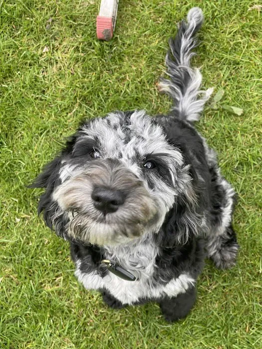 J&A Raw 4 the Paws Picture 6