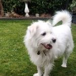Wicstun Veterinary Group
