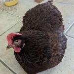 Battle Flatts Veterinary Clinic - Pocklington