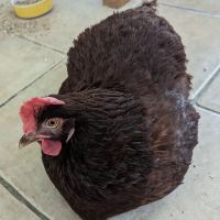 Battle Flatts Veterinary Clinic - Pocklington ico