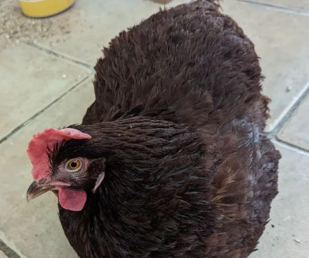 Battle Flatts Veterinary Clinic - Pocklington