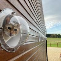 KP Cattery ico
