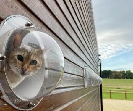 KP Cattery