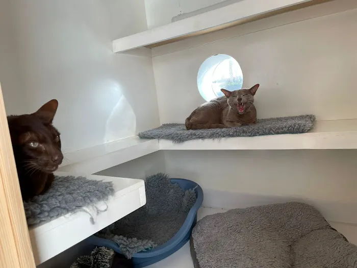 KP Cattery Picture 3