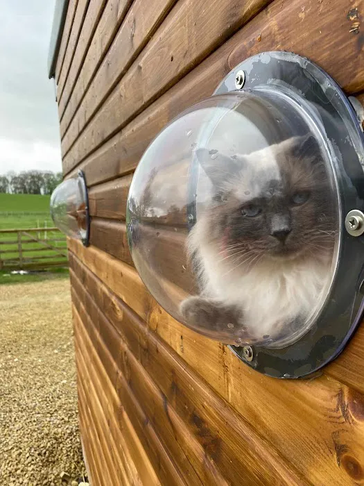 KP Cattery Picture 4