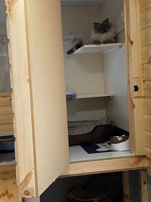 KP Cattery Picture 5
