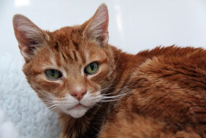 The Cat's Cradle Cattery Picture 1
