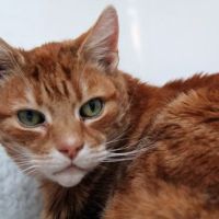 The Cat's Cradle Cattery ico
