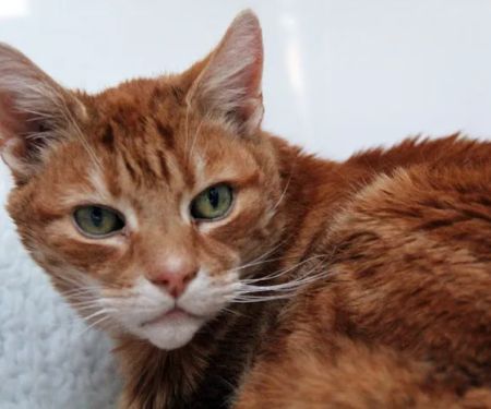 The Cat's Cradle Cattery