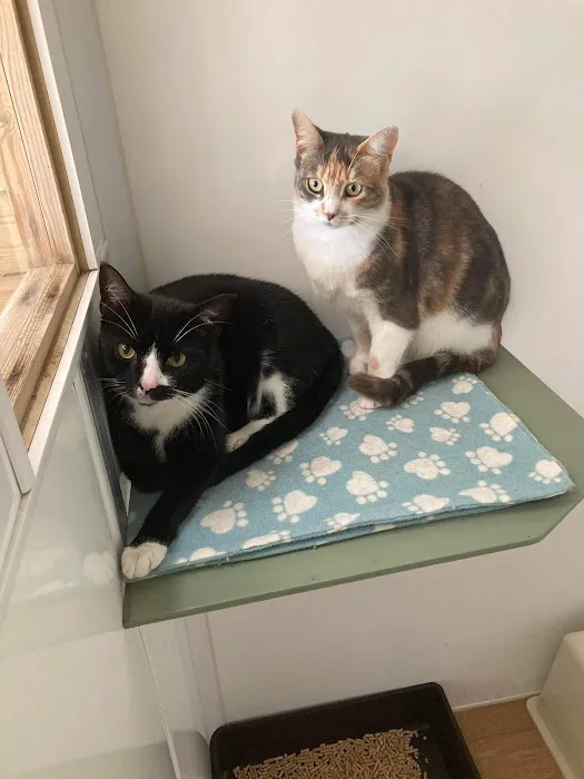 The Cat's Cradle Cattery Picture 8