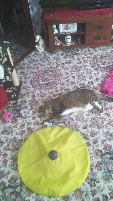 The Cat's Cradle Cattery Picture 9