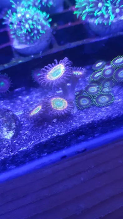 M And L Aquatics Picture 3