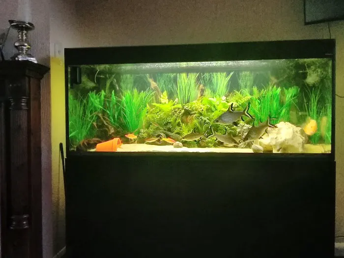 M And L Aquatics Picture 2