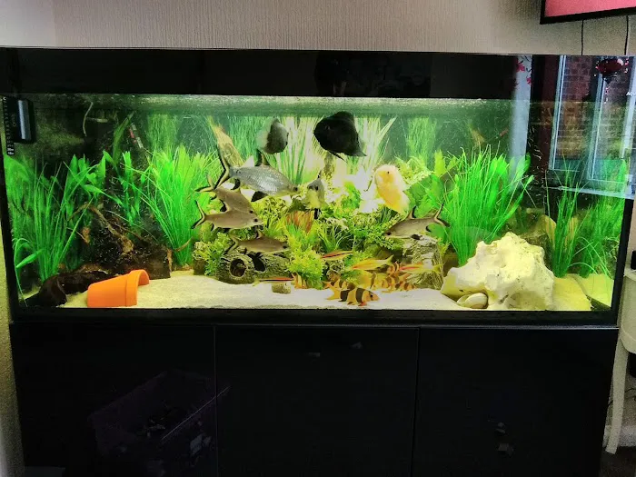 M And L Aquatics Picture 1