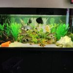 M And L Aquatics