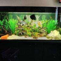 M And L Aquatics ico