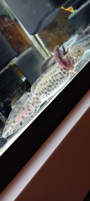 M And L Aquatics Picture 5