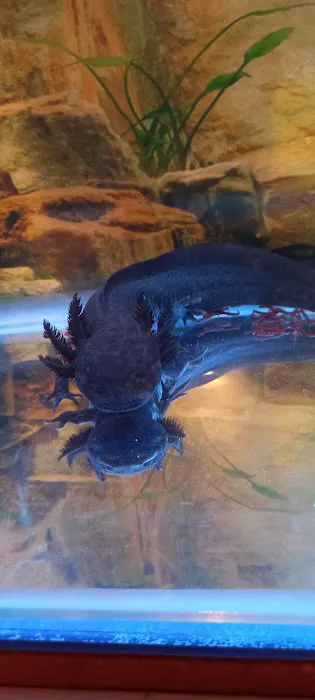 M And L Aquatics Picture 6