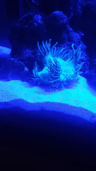 M And L Aquatics Picture 8