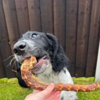 Teddy Pawfect Pantry ico