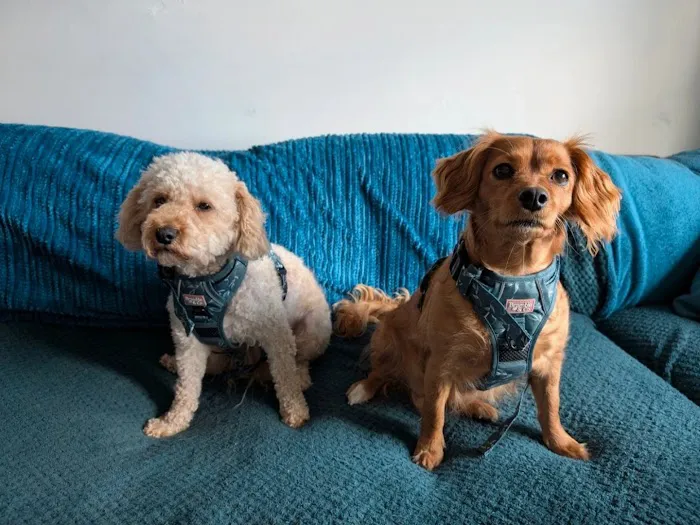 Teddy Pawfect Pantry Picture 2