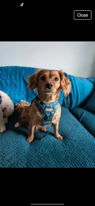 Teddy Pawfect Pantry Picture 10