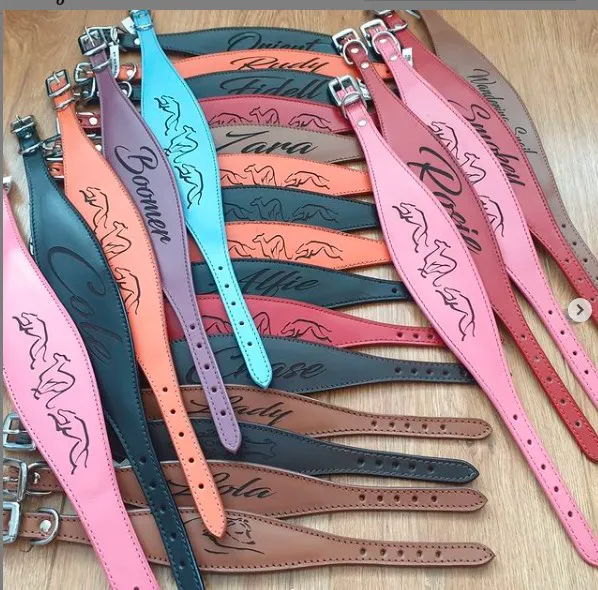 Whippet Greyhound Sighthound collars 4doggies ltd Picture 7