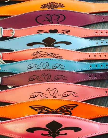 Whippet Greyhound Sighthound collars 4doggies ltd Picture 9