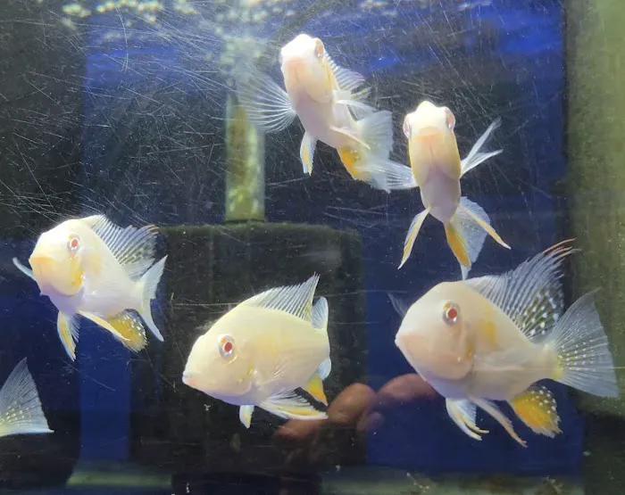 S&C Aquatic World - Tropical/Marine Picture 1