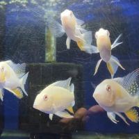 S&C Aquatic World - Tropical/Marine ico