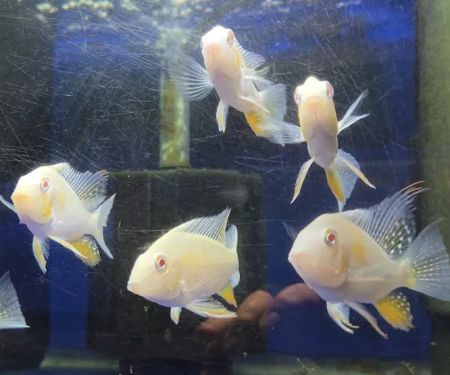 S&C Aquatic World - Tropical/Marine